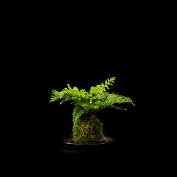 Moss ball with green plant on bamboo stand