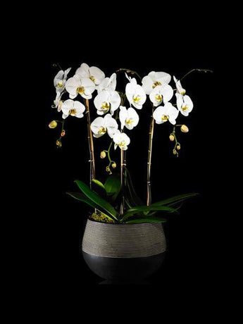 4 stems cascading white Phalaenopsis Orchis in a clean modern ceramic container.