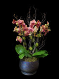 Orange Phalaenopsis with Spectrum pot.