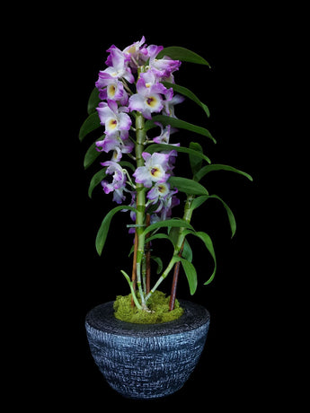 Oncidium Nobile orchid with Bermuda pot.