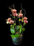 Orange Phalaenopsis with Spectrum pot.