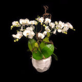 6 stems small paddle phalaelopisis arrangement.