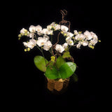 6 stems small paddle phalaelopisis arrangement.
