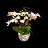 6 stems small paddle phalaelopisis arrangement.