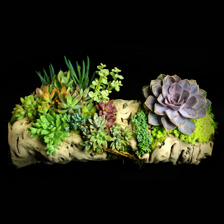 Grapevine wood with succulent arrangement
