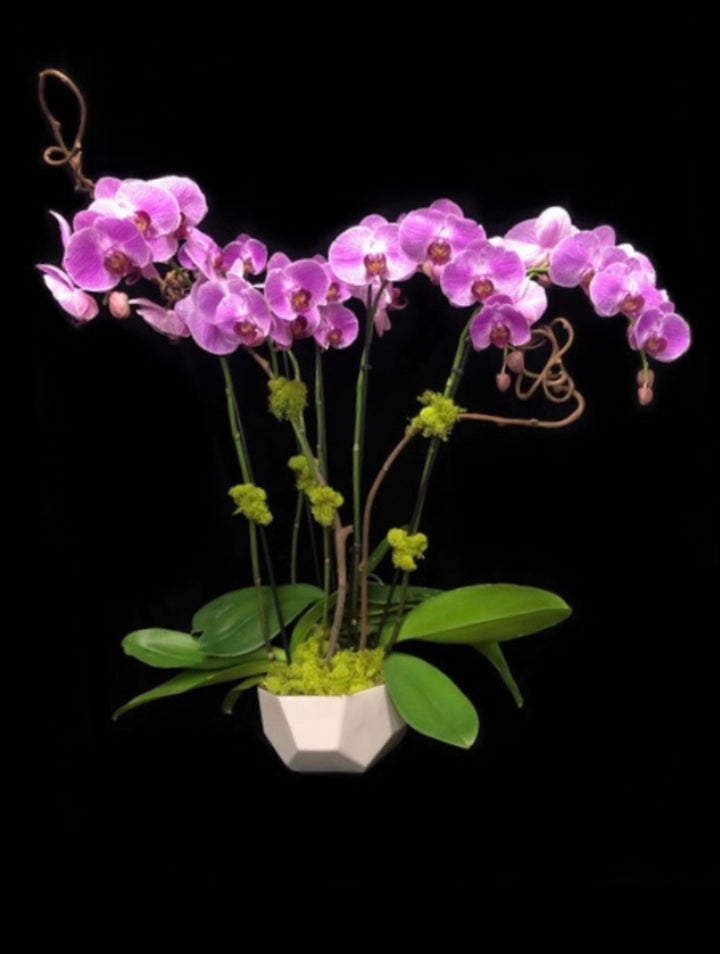 4 stems Lavender phalaelopisis in Plush Bowl.