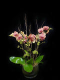 Orange Phalaenopsis with Spectrum pot.