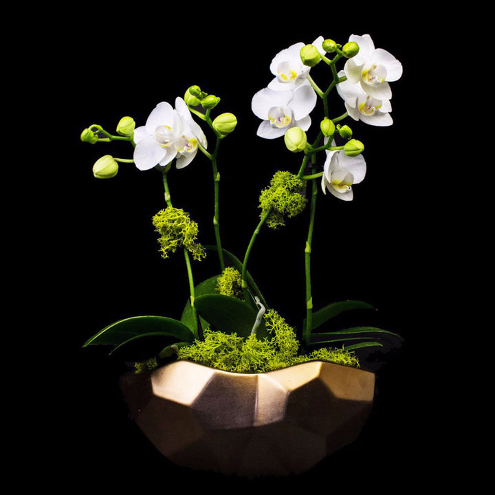 4 stems small white phalaenopsis in matt finished rose gold vase.