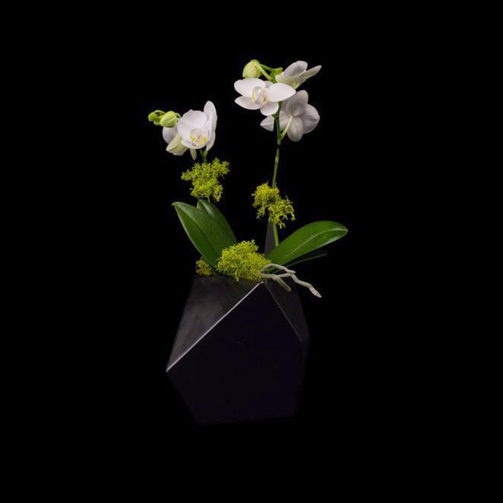 One small phalaenopsis in modern vase