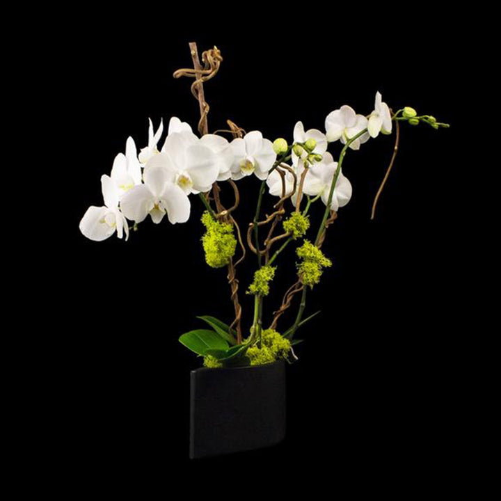 4 stems white phalaenopsis in simple black container.