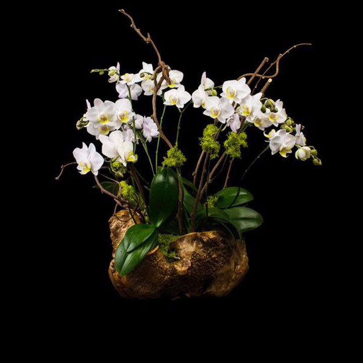 Hand carved burl root container with white small petal phalaenopsis