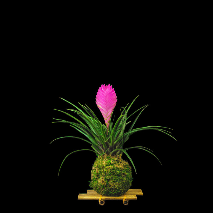 Moss ball with bromeliad - Cyanea anita on bamboo stand
