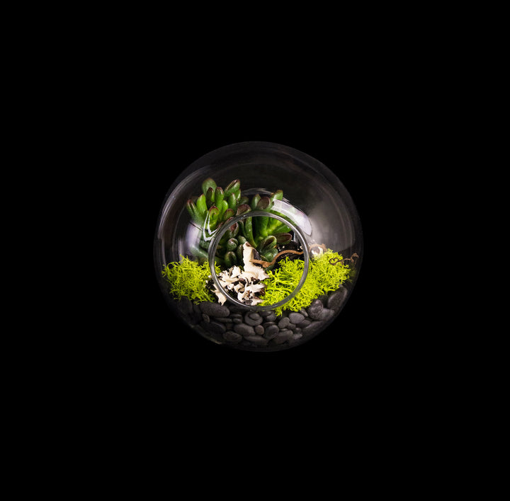 glass ball succulent Succulent in glass ball