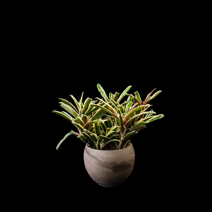 Stone finished ceramic withe Bromeliad - Donger
