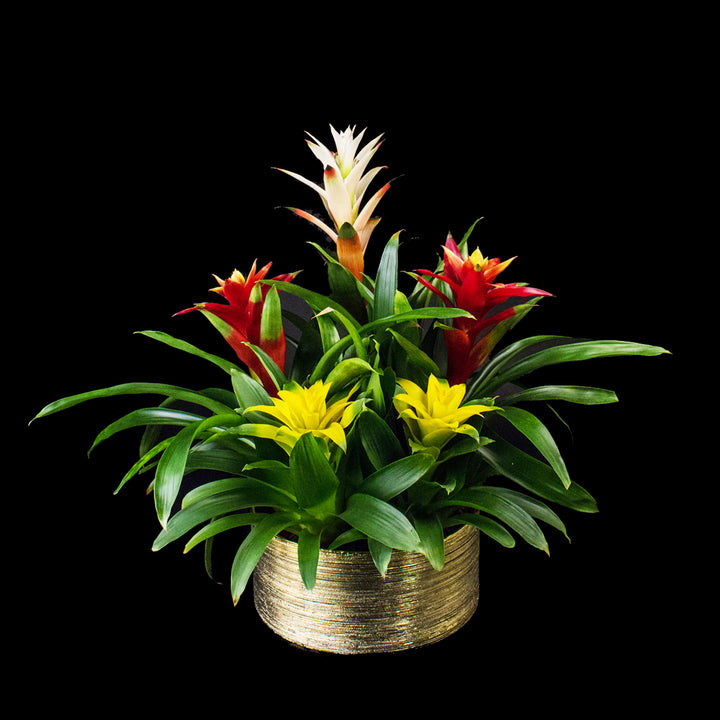 Bromeliad - 5 x 4