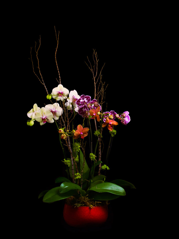 6 stems 3 color mixed phalaenopsis in red ceramic container.