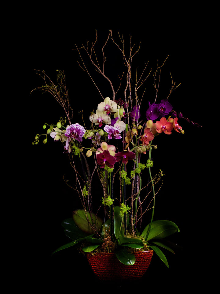Large colored Phalaenopsis arrangment in OX red ceramic container.