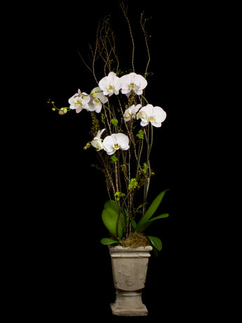 4 stems white phalaenopsis with ceramic urn.