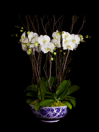 White Phalaenopsis in an antique style bowl.