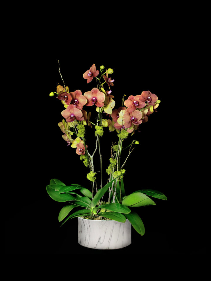 Marble container with orange phalaenopsis