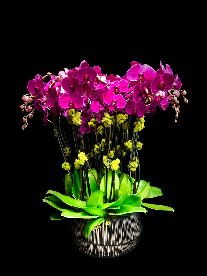 Purple phalaenopsis in Jeva ( fiber glass) pot. Picture shows 20 stems.