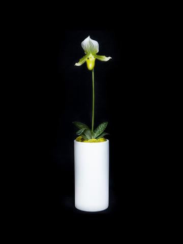 Paphiopedilum/ Laddy Slipper Ochid single stem with a simple style container.