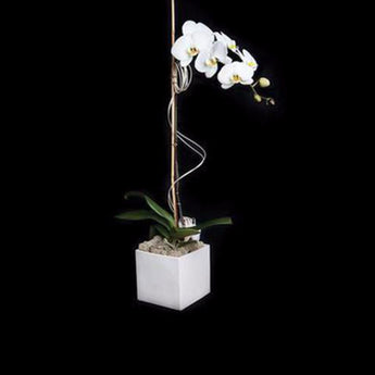 Single cascading white phalaenopsis in a white cube.