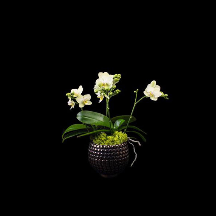 4 stems small green phalaenopsis in spec pot.